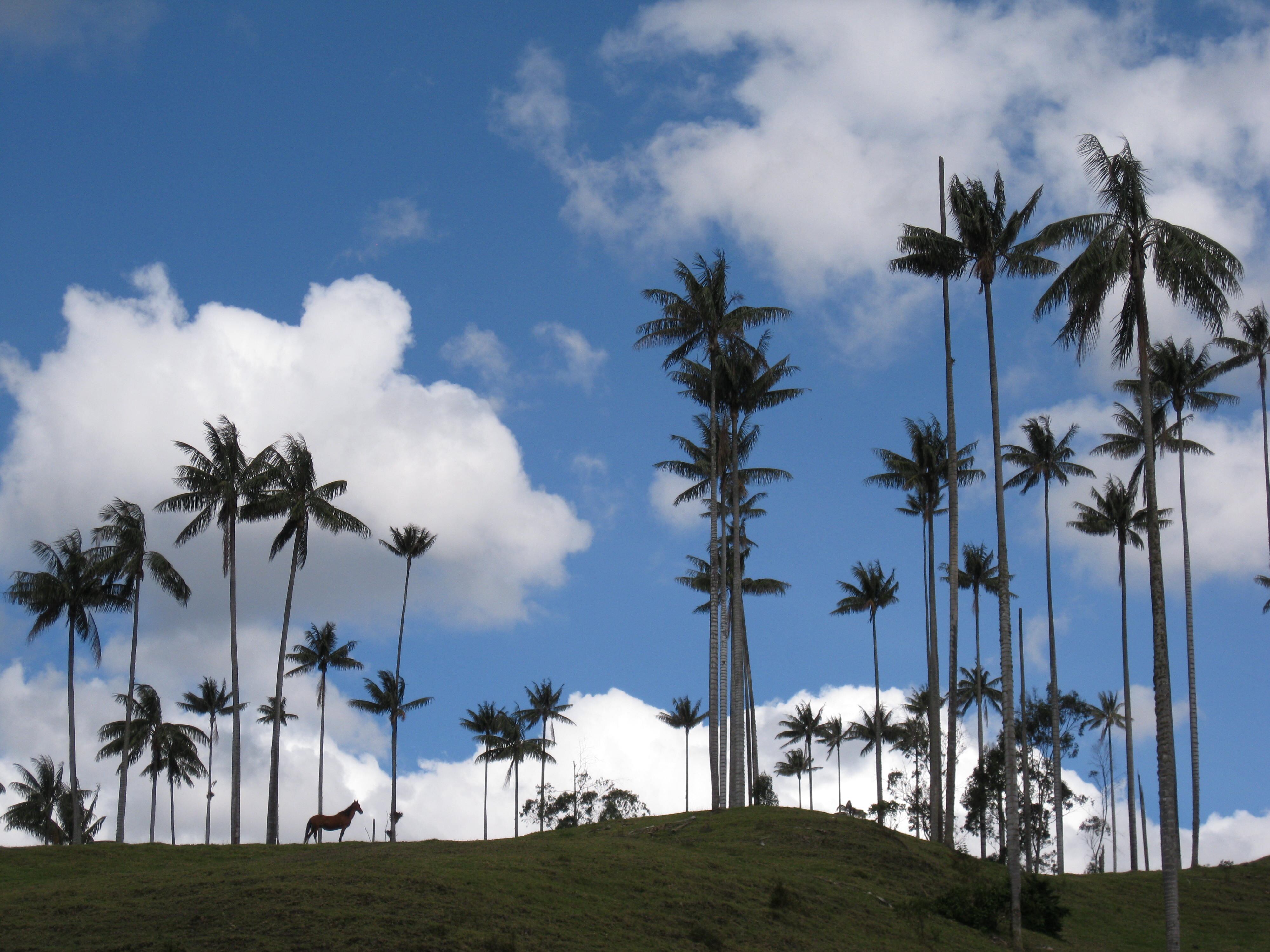En este lugar es posible sembrar y apadrinar arboles de palma de cera.