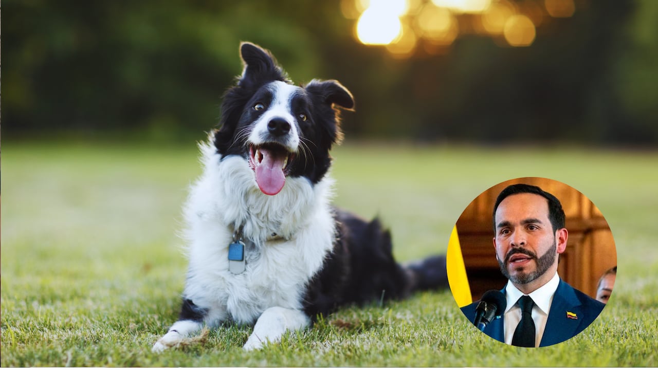 Una de las promesas de Abelardo De La Espriella en campaña sobre protección animal se está cumpliendo a cabalidad.