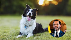 Una de las promesas en campaña, sobre protección animal, se está cumpliendo a cabalidad.