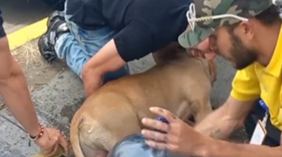 El animal fue atendido por varias personas.