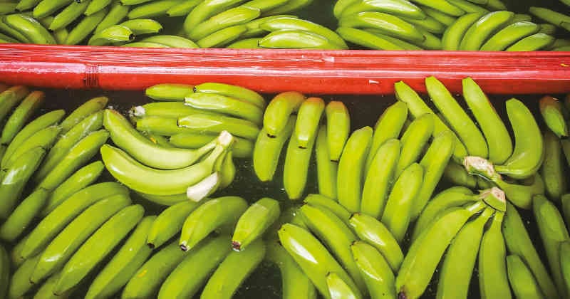 Este puerto en el departamento de Antioquia atendería las exportaciones de banano de la región. Un mercado que no llegaría a afectar al puerto de Buenaventura,
