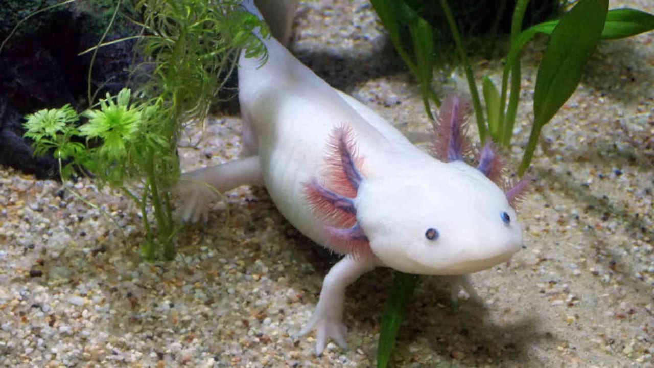 Los ajolotes albinos son característicos de una crianza en cautiverio. Foto: Pixabay.