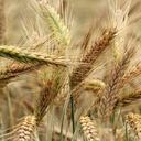 Solamente la cebada de la mejor calidad (menos del 20% de la producida a nivel mundial) se dedica para la producción de cerveza. Foto: Pixabay