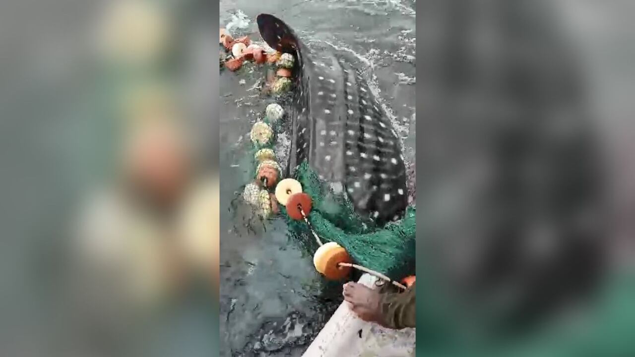 El tiburón ballena puede llegar a medir hasta doce metros.