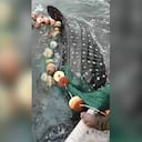 El tiburón ballena puede llegar a medir hasta doce metros.