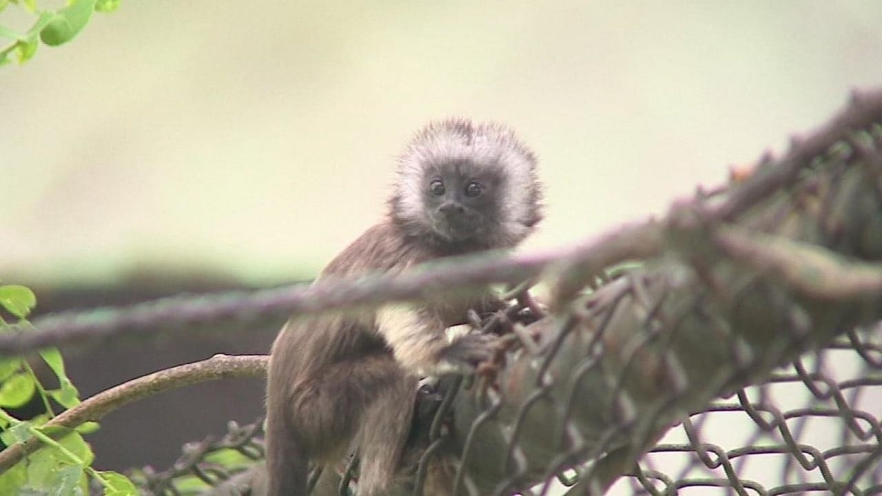 Mono tití gris nacido en cautiverio en La Unión, Valle