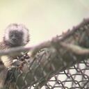 Este ejemplar tiene unas tres semanas de nacido y el objetivo es que cuando esté en condiciones de defenderse en su hábitat, sea liberado.