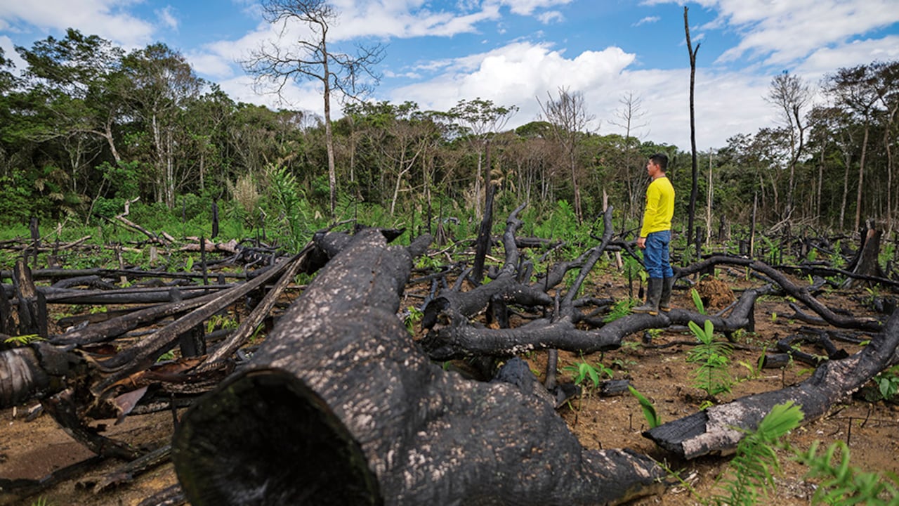 En 2024 aumentó la deforestación en la Amazonía, pasando de 44.274 a 68.000 hectáreas, según WWF Colombia.