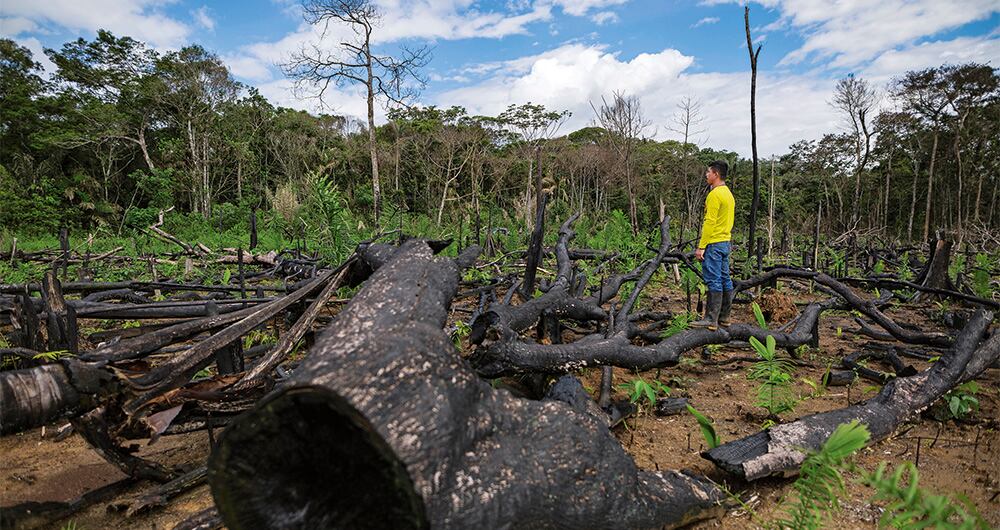 En 2024 aumentó la deforestación en la Amazonía, pasando de 44.274 a 68.000 hectáreas, según WWF Colombia.