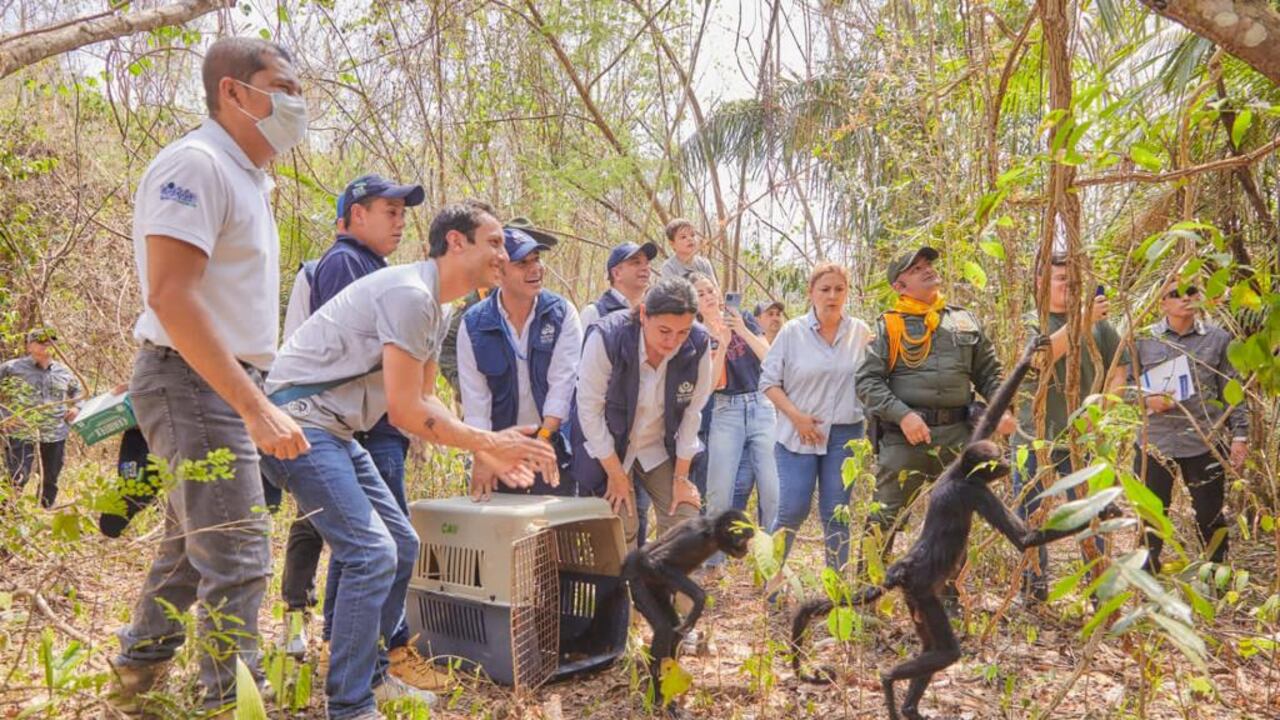 Defensor del Pueblo pide a las autoridades ambientales protección de la fauna silvestre.