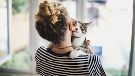 Gatos