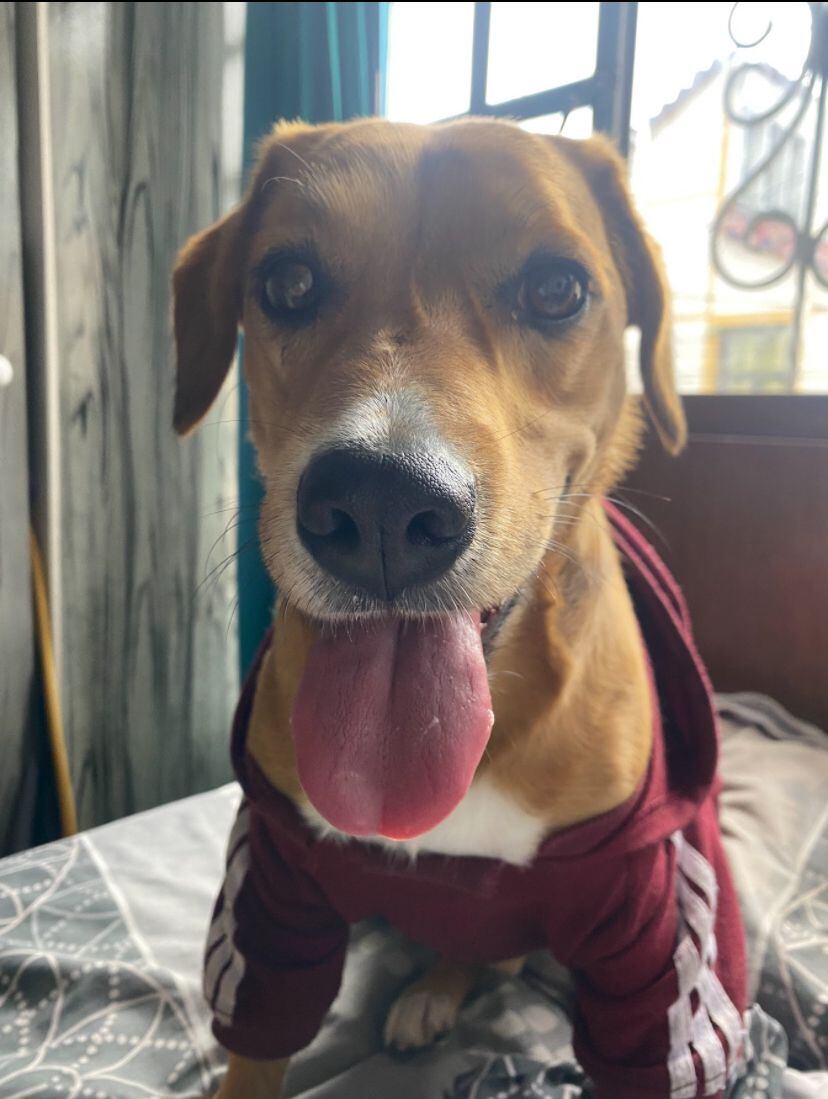 Se busca a ´Cinco´ perrito perdido en Bogotá