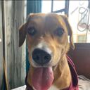 Se busca a ´Cinco´ perrito perdido en Bogotá