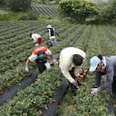 Los productores de frutas serán unos de los beneficiados con el el programa de apoyo a pequeños productores para la adquisición de insumos agropecuarios