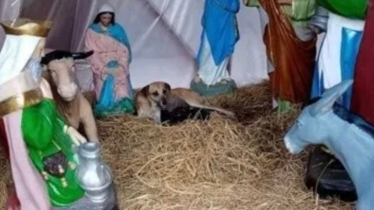 El hecho sucedió hace unos días en la ciudad de Palenque, en México, cuando un grupo de personas recorría el lugar y se toparon con la inesperada escena en el pesebre.