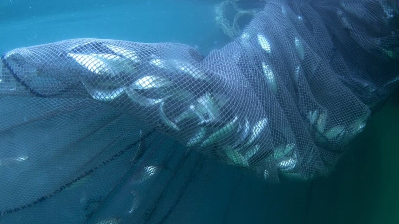 La sobrepesca, la degradación del hábitat y la contaminación juntas resultan en pérdida de biomasa de peces y capturas más pequeñas.