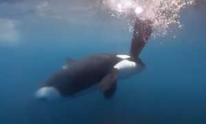 Momentos del ataque de una orca a un yate en el estrecho de Gibraltar durante competencia náutica