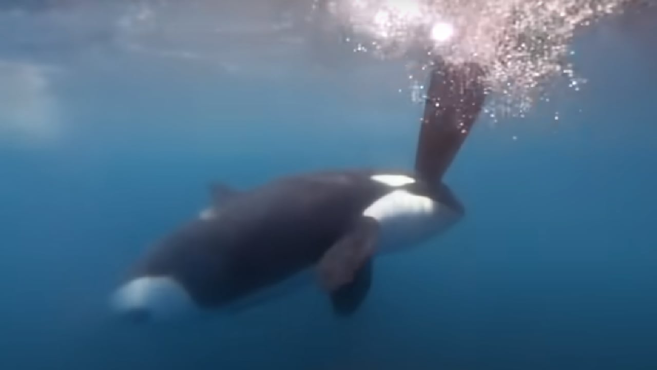Momentos del ataque de una orca a un yate en el estrecho de Gibraltar durante competencia náutica