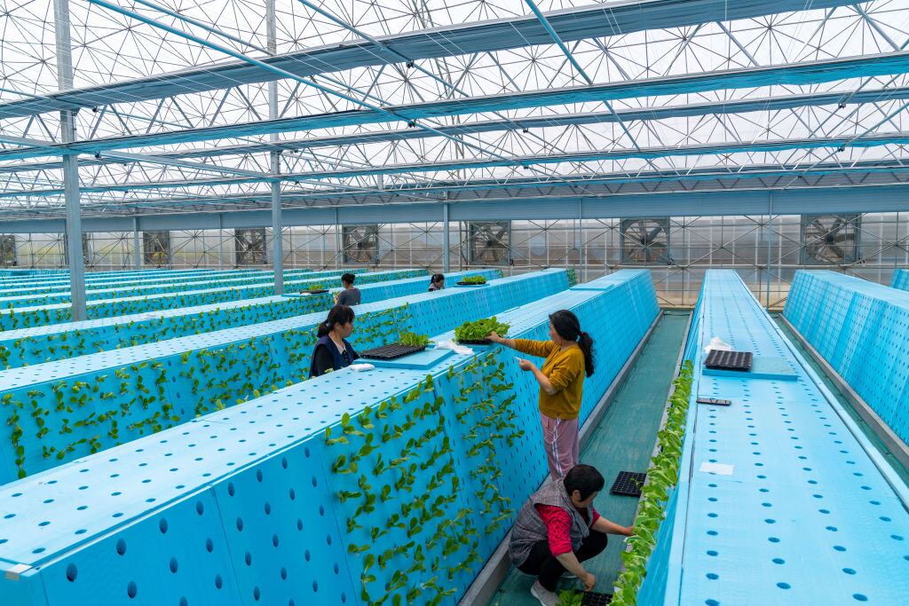 Los empleados transfieren plántulas de hortalizas a un sistema aeropónico en un invernadero el 16 de marzo de 2022 en el condado de Feidong, ciudad de Hefei, provincia de Anhui en China (Foto de Ruan Xuefeng/VCG vía Getty Images)