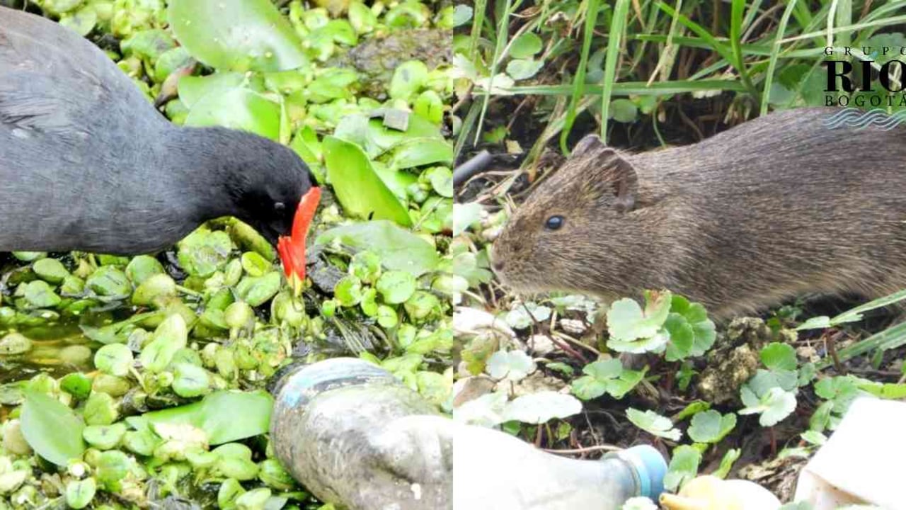 Tinguas y curíes viven en medio de botellas, aguas residuales y muebles viejos. Fotos: Fundación Humedales Bogotá.