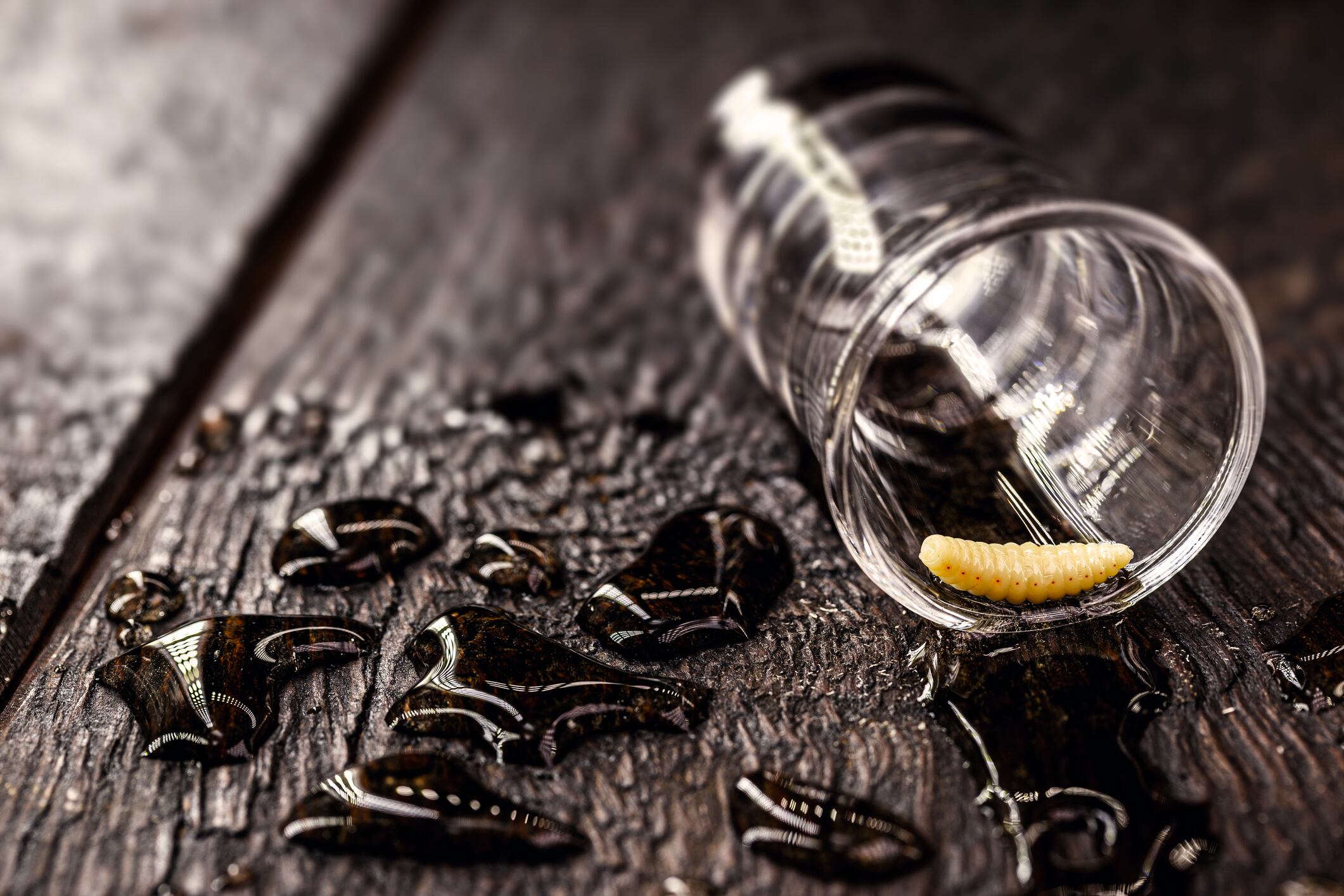 El uso del “gusano” en el mezcal despertó el interés de científicos que analizaron su origen.