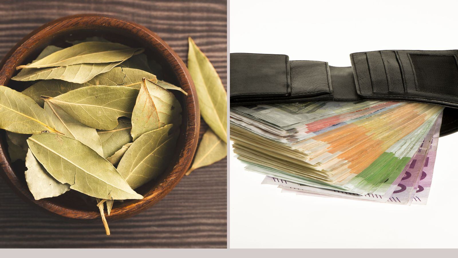 Laurel para atraer el dinero