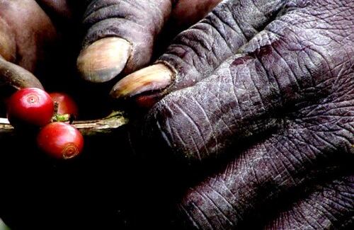 Manos de café / Profesional

Estas son las manos de Aníbal Palacio, un recolector de café de 54 años proveniente de Pueblo Rico (Risaralda) y quien durante 16 largas horas estuvo a mi lado dejándose fotografiar. Esta imagen fue captada el 10 de octubre de 2007 en le vereda El Popal del municipio de Caicedonia en el Valle del Cauca.
