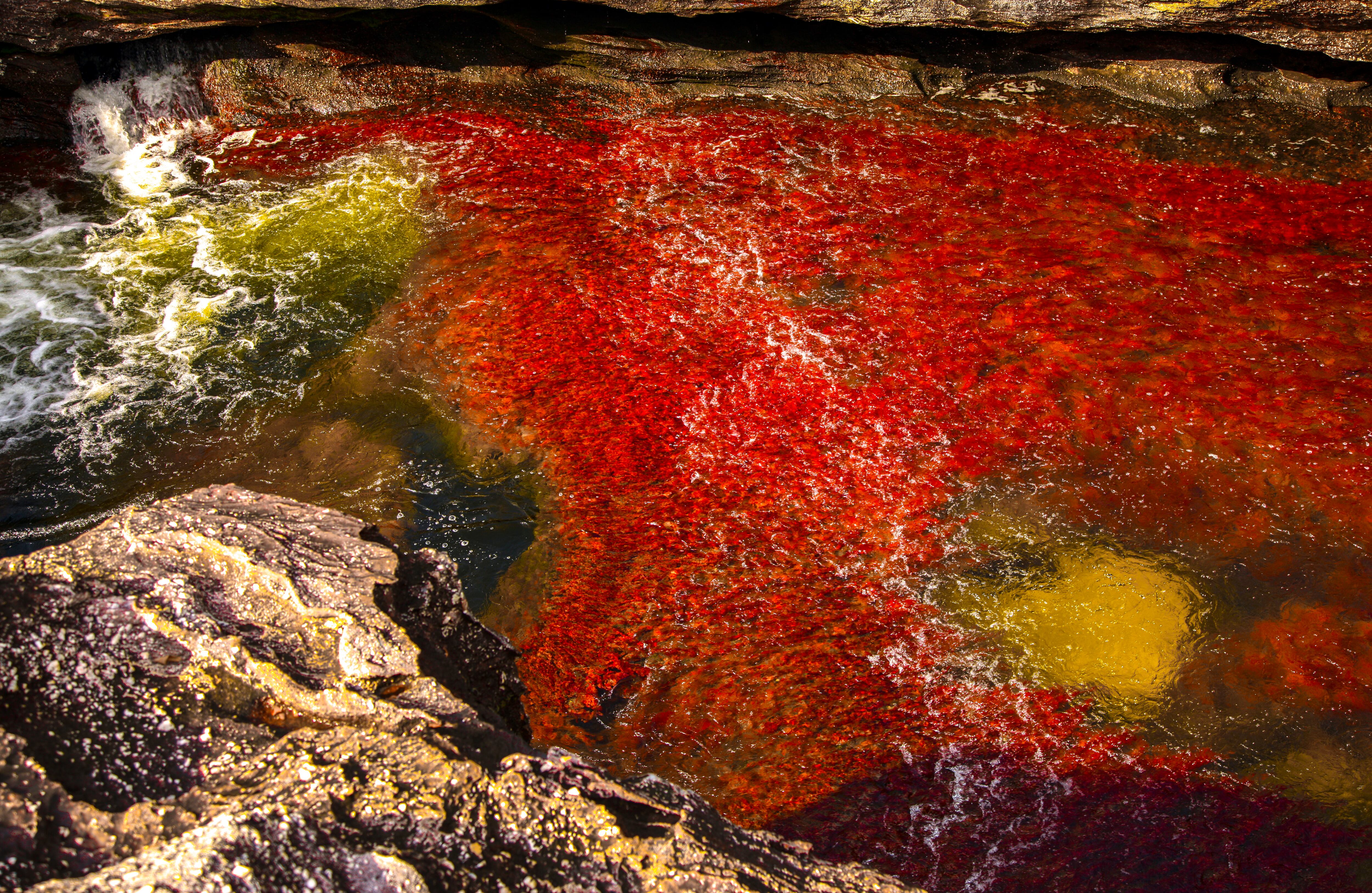 Caño cristales, ubicado dentro del Parque Natural Nacional Sierra de la Macarena, en el departamento del Meta, cuenta con diez senderos ecoturísticos que permiten apreciar las bellezas de las formaciones rocosas. Su acceso está permitido entre los meses de junio y noviembre. Foto: León Darío Peláez.