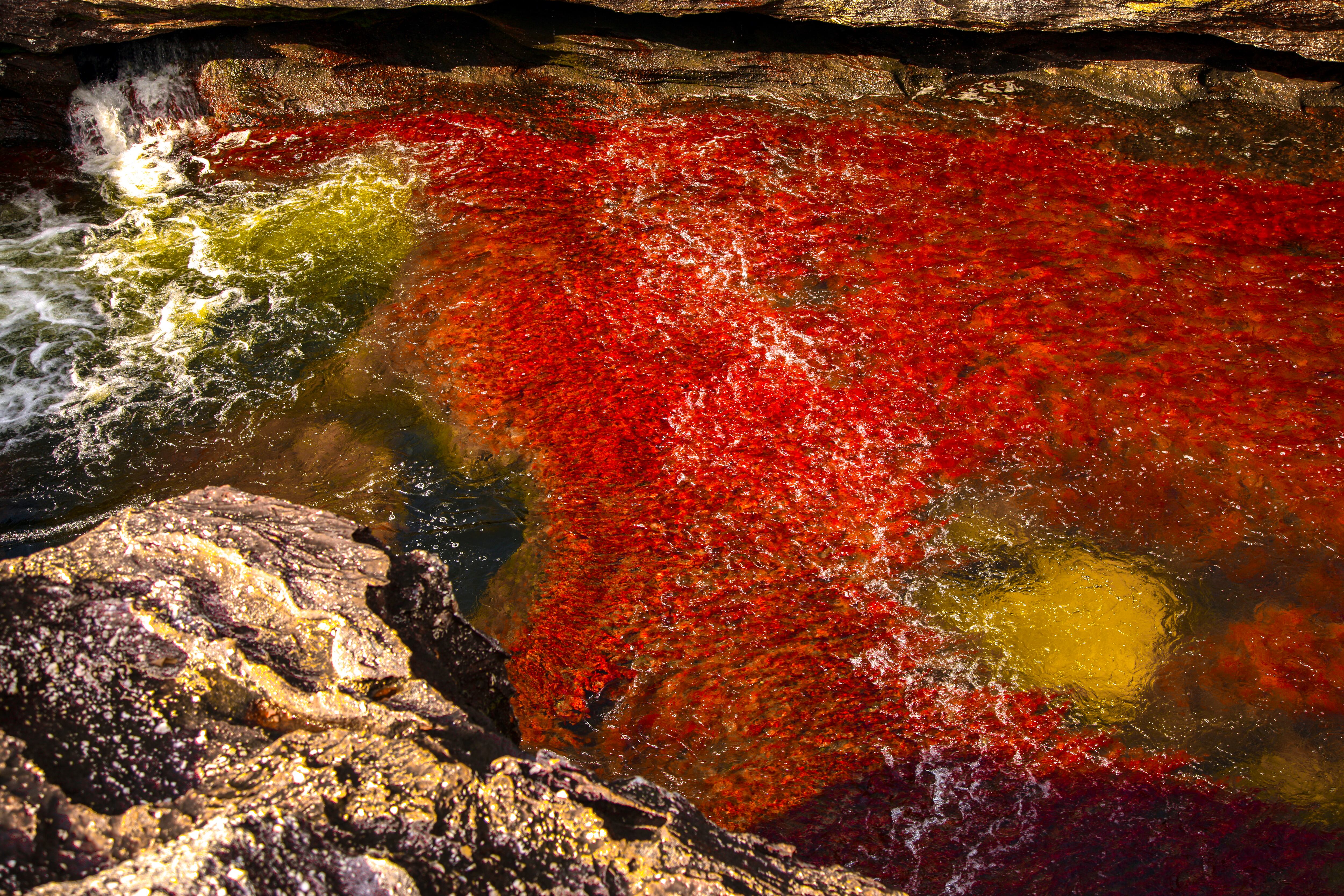 Caño cristales, ubicado dentro del Parque Natural Nacional Sierra de la Macarena, en el departamento del Meta, cuenta con diez senderos ecoturísticos que permiten apreciar las bellezas de las formaciones rocosas. Su acceso está permitido entre los meses de junio y noviembre. Foto: León Darío Peláez.