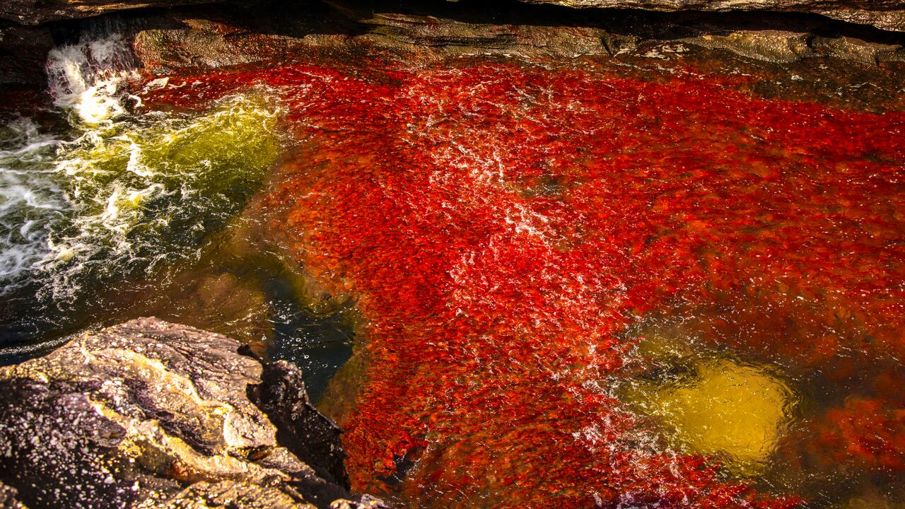 Caño cristales, ubicado dentro del Parque Natural Nacional Sierra de la Macarena, en el departamento del Meta, es uno de los atractivos turísticos más detacados de esta zona.