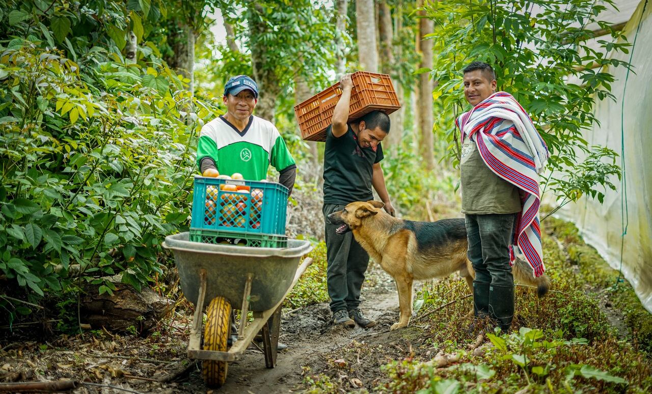 La convocatoria busca ayudar a transformar el campo colombiano.