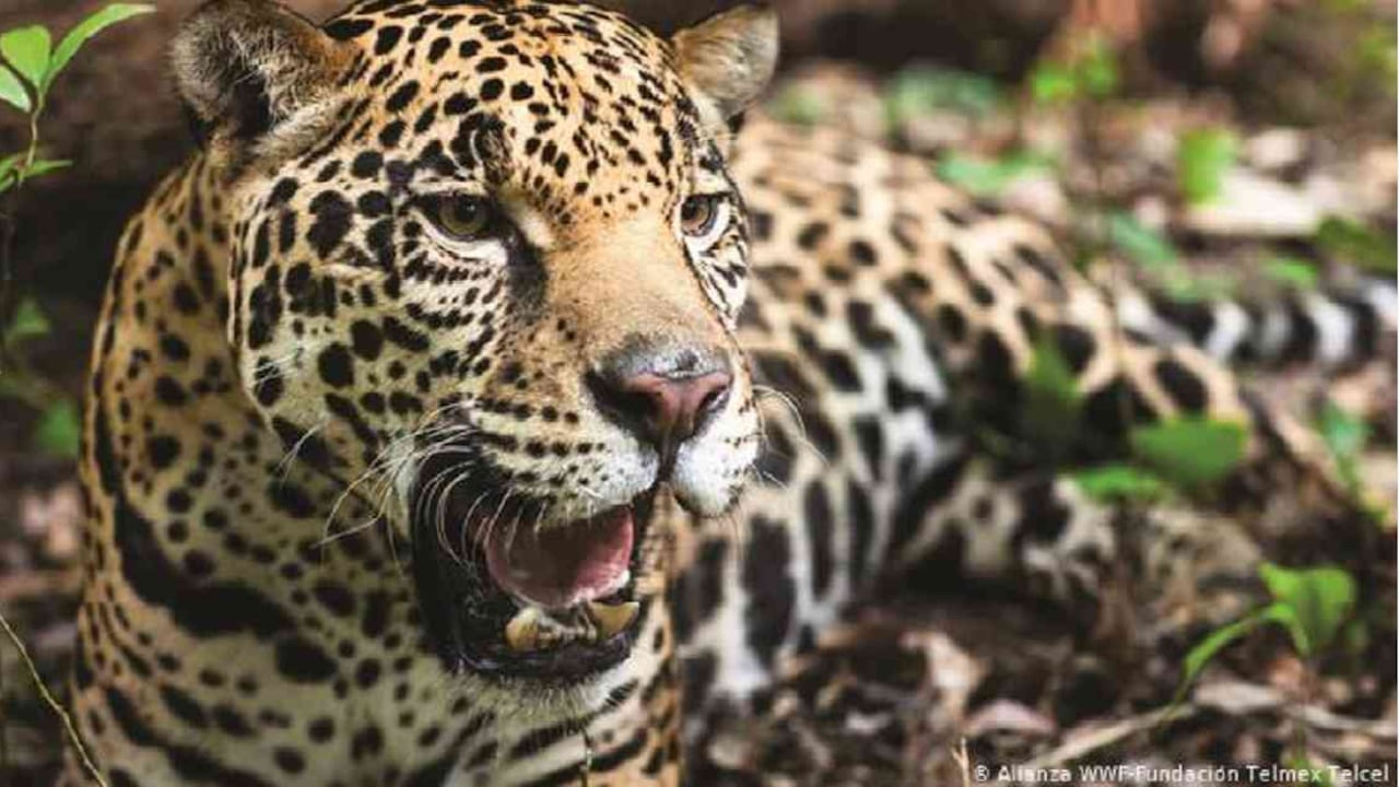 El jaguar es uno de los grandes felinos más importantes de la región. Foto: DW