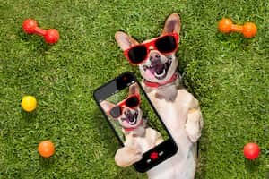 La IA esta mejorando la calidad de las fotos a mascotas