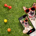 La IA esta mejorando la calidad de las fotos a mascotas