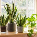 Plantas de interior de interior junto a una ventana en una casa bellamente diseñada o en un interior plano. Plantas