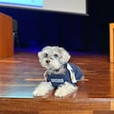 Se graduaron dos perros en una universidad de Medellín.