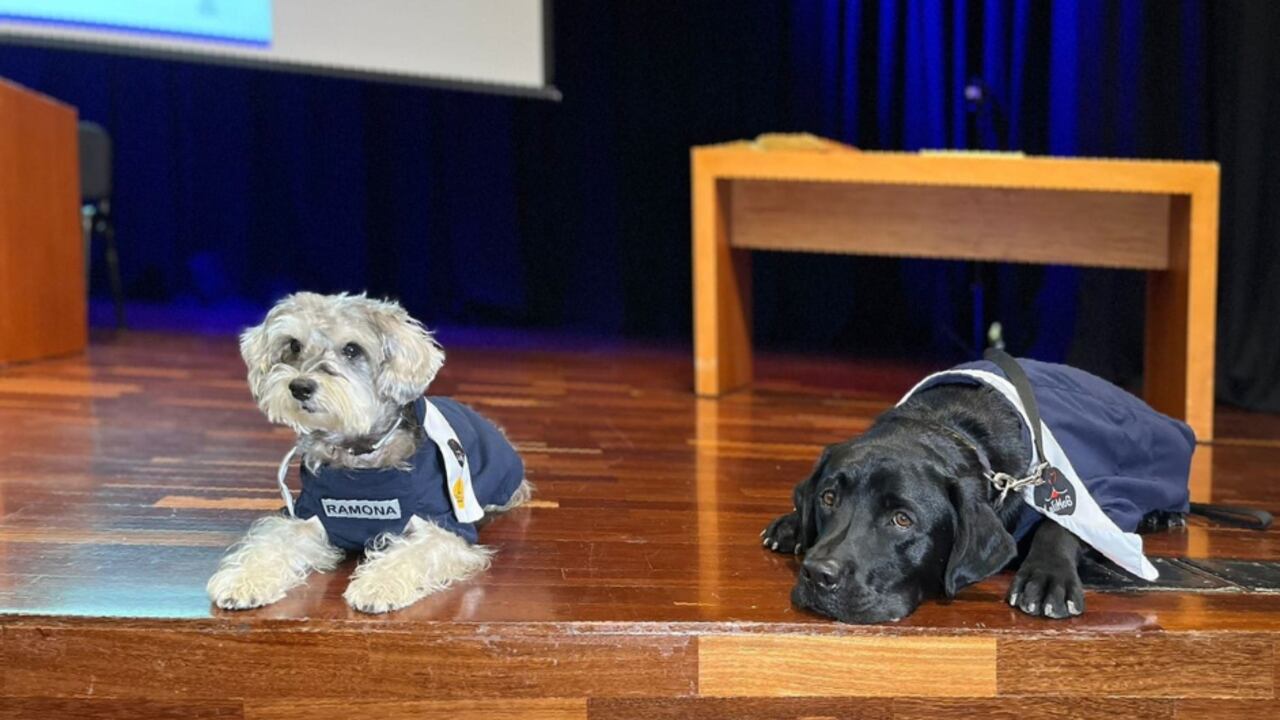 Se graduaron dos perros en una universidad de Medellín.