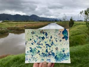 Aguaauragrafía en el Humedal La Conejera.