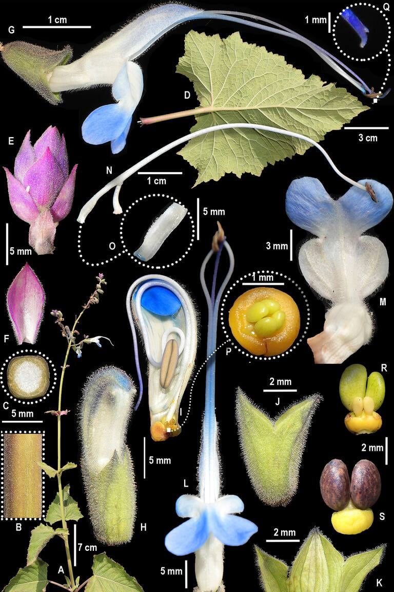 Análisis de estudio de Salvia messii.