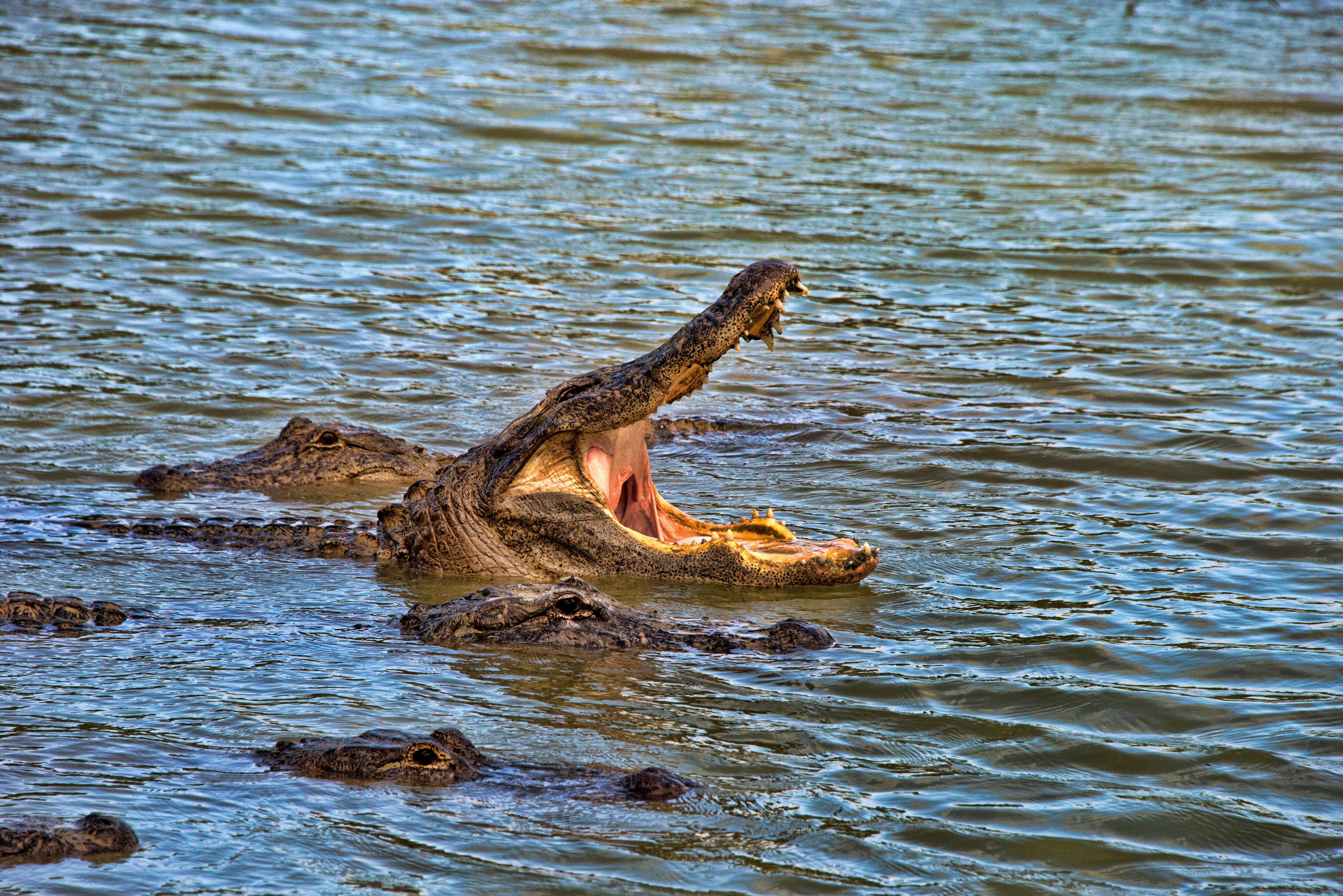 Por fortuna, la mujer logró ser auxiliada por dos vecinos que la ayudaron a librarse del caimán.