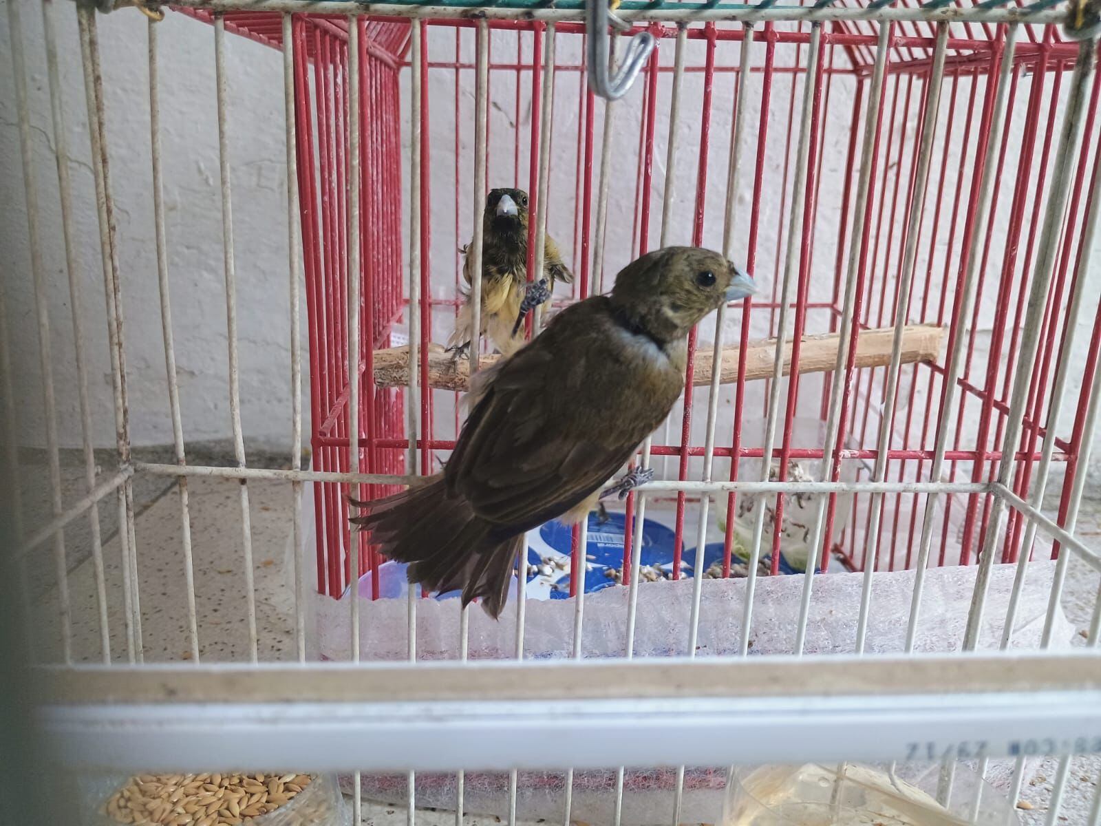 Autoridades lograron rescatar a más de 50 aves silvestres  en la localidad de Tunjuelito