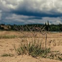 Las prioridades de Acolgen ante El Niño