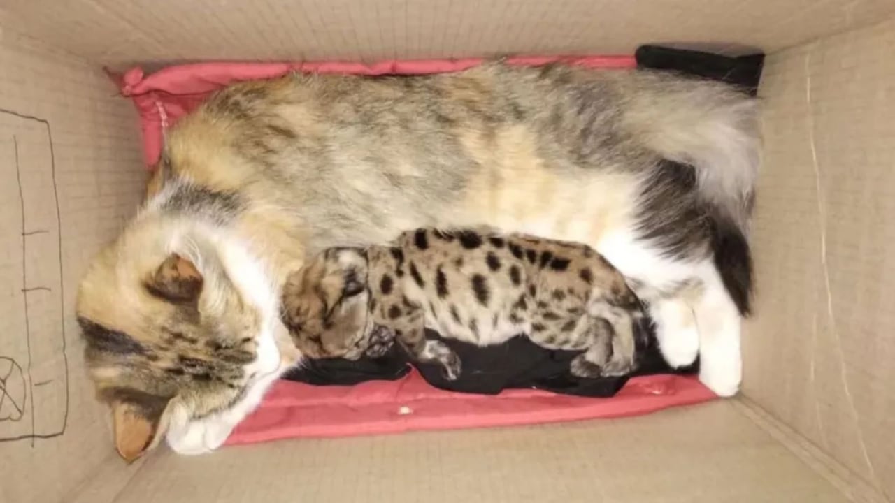 Tras su recuperación, se espera que el cachorro puma sea trasladado a un santuario.