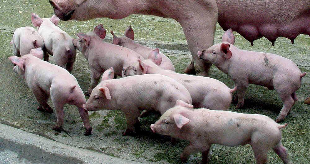 Estos animales necesitan una dieta especial para mantenerse saludables.