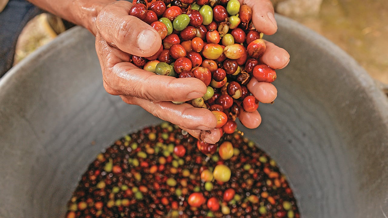 El desarrollo de cafés especiales que generen más valor es
una de las apuestas de la región.