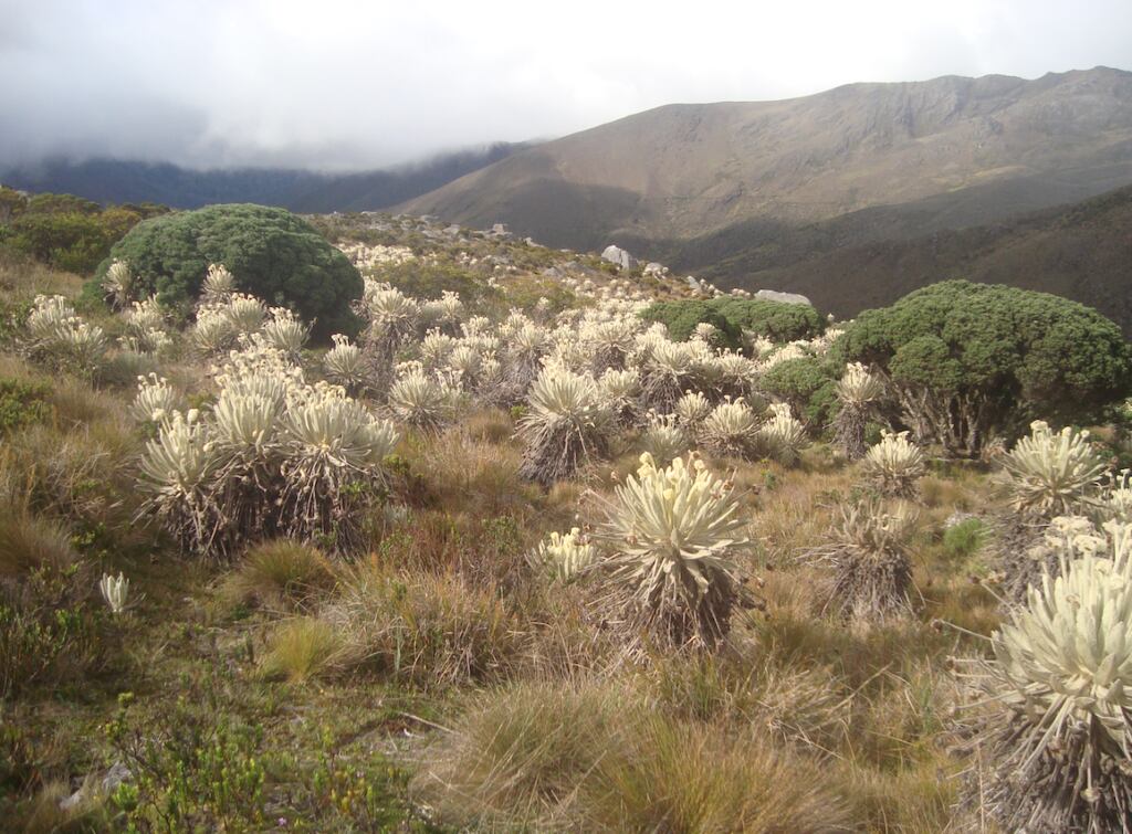 Unas 600 especies de flora son endémicas de este ecosistema, entre ellas se cuentan los frailejones que son claves para la producción de agua.