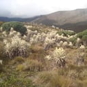 Unas 600 especies de flora son endémicas de este ecosistema, entre ellas se cuentan los frailejones que son claves para la producción de agua.