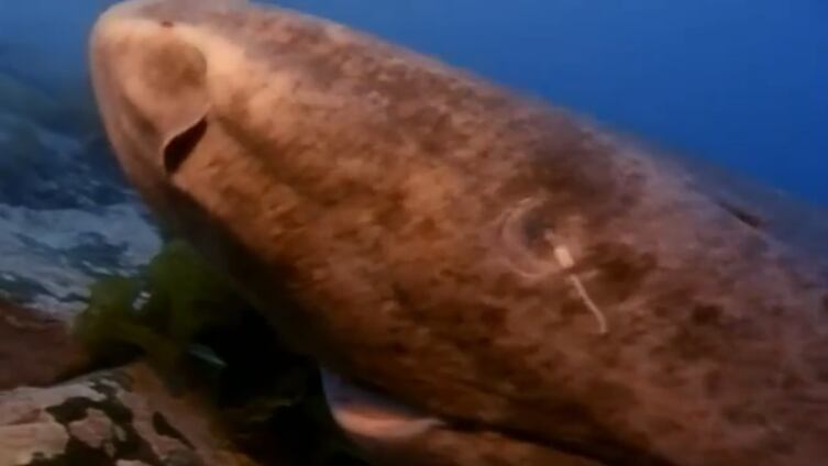 La ciencia estudia un tiburón que desafía el paso del tiempo.