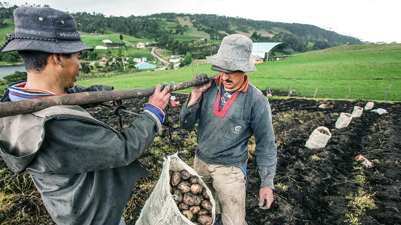 La papa se encareció 75% entre en enero y noviembre de 2021