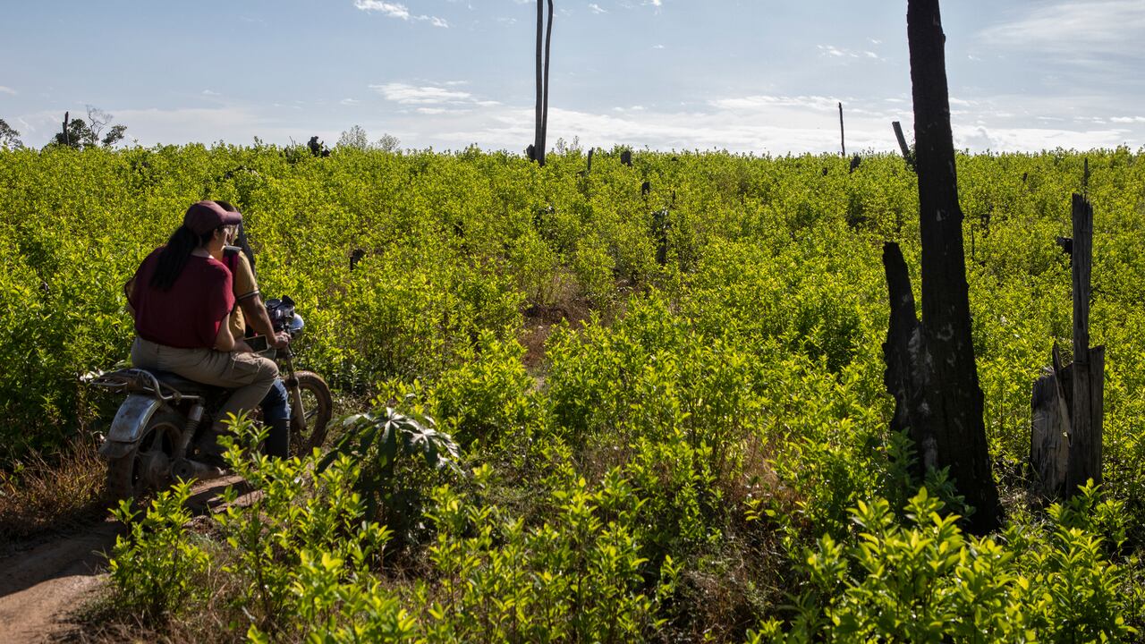 Cultivos de Coca.